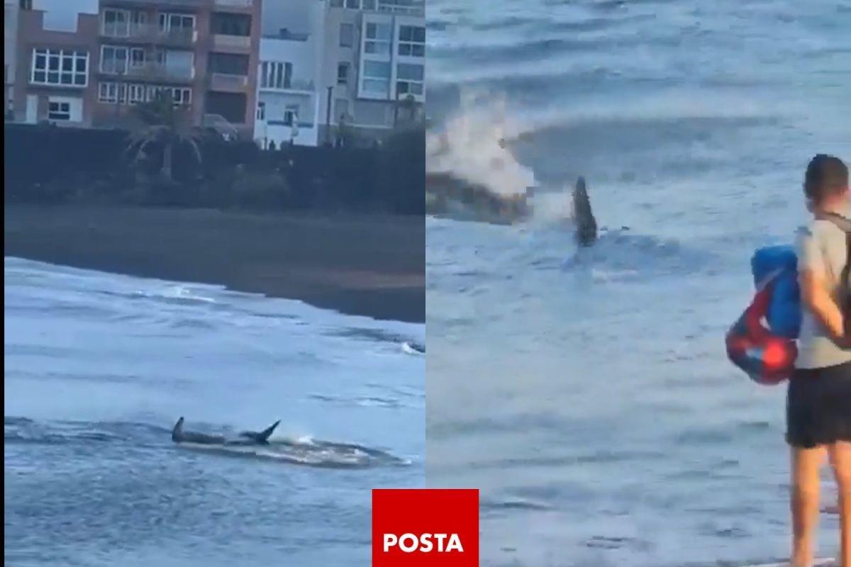 Turistas observan asombrados al tiburón martillo cerca de la playa. Foto: POSTA