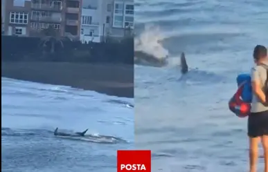 Enorme tiburón causa pánico en playa de Gran Canaria, España