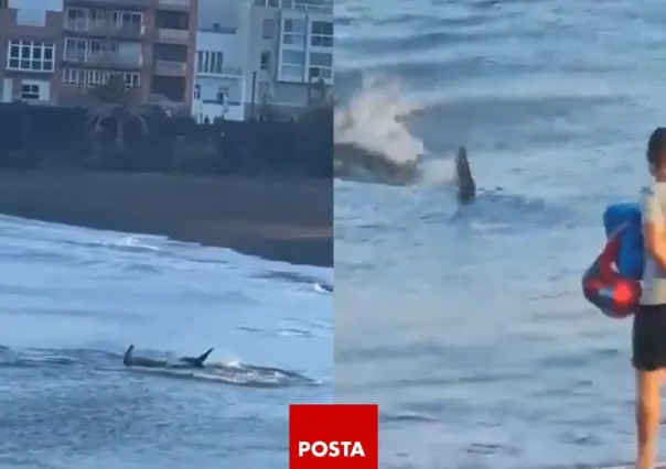 Enorme tiburón causa pánico en playa de Gran Canaria, España