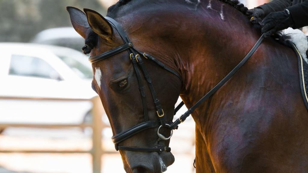 70 caballos mueren en incendio en Normandía, Francia