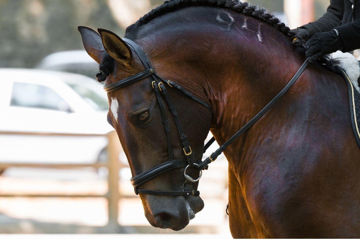 Caballo pura sangre. Foto: Canva