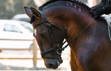 70 caballos mueren en incendio en Normandía, Francia