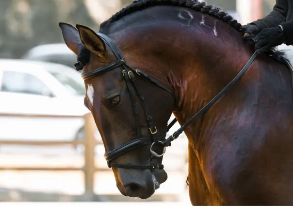 70 caballos mueren en incendio en Normandía, Francia