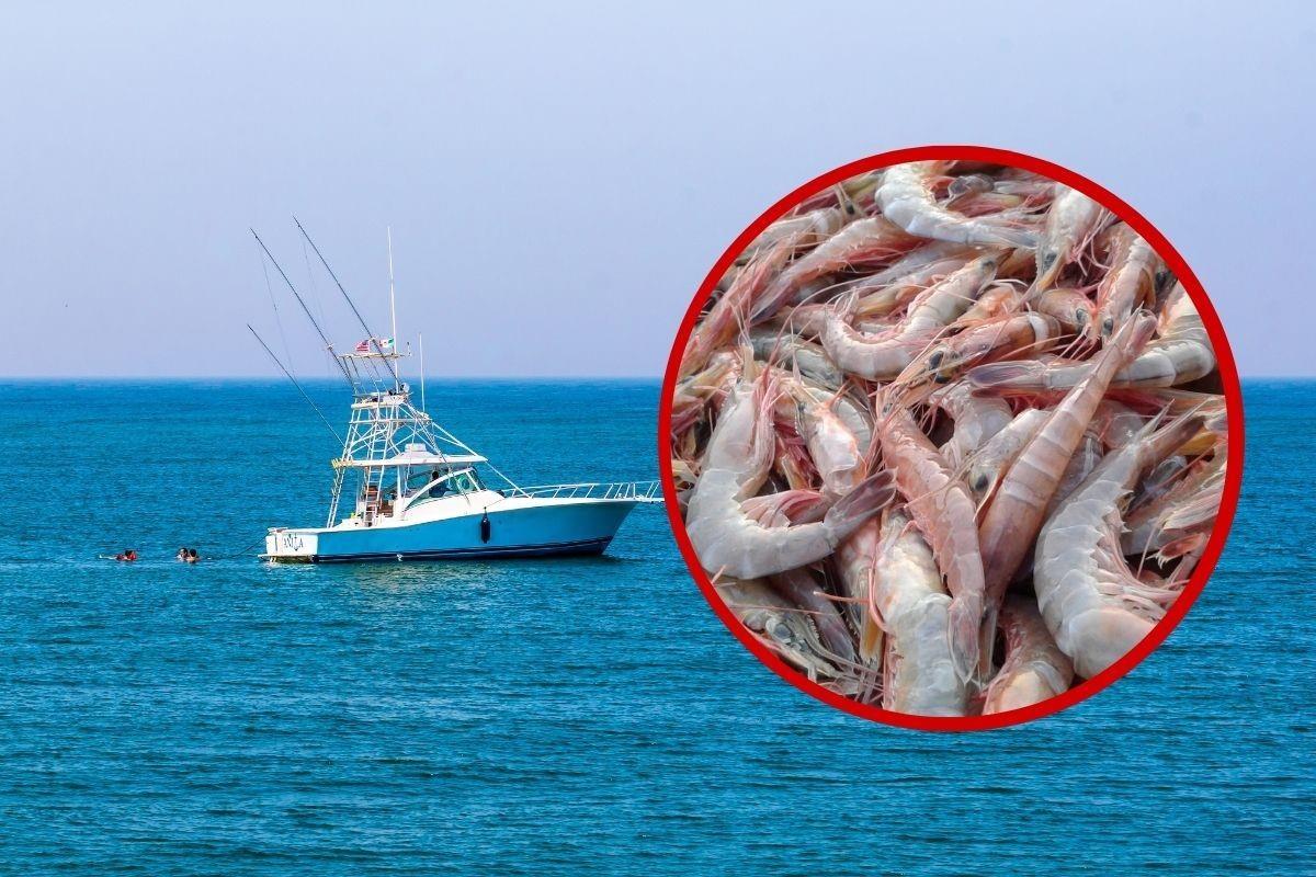 Un yate en el mar de Tamaulipas y camarones en el círculo. Foto: Canva