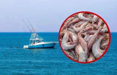 Contaminación por petróleo en playas de Tamaulipas: mata a especies marinas