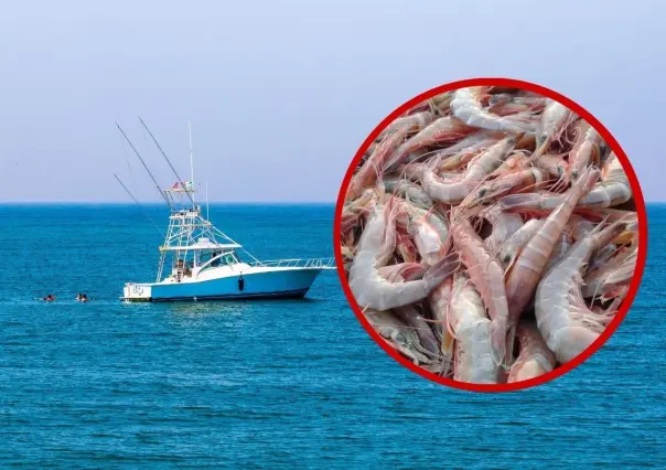 Contaminación por petróleo en playas de Tamaulipas: mata a especies marinas