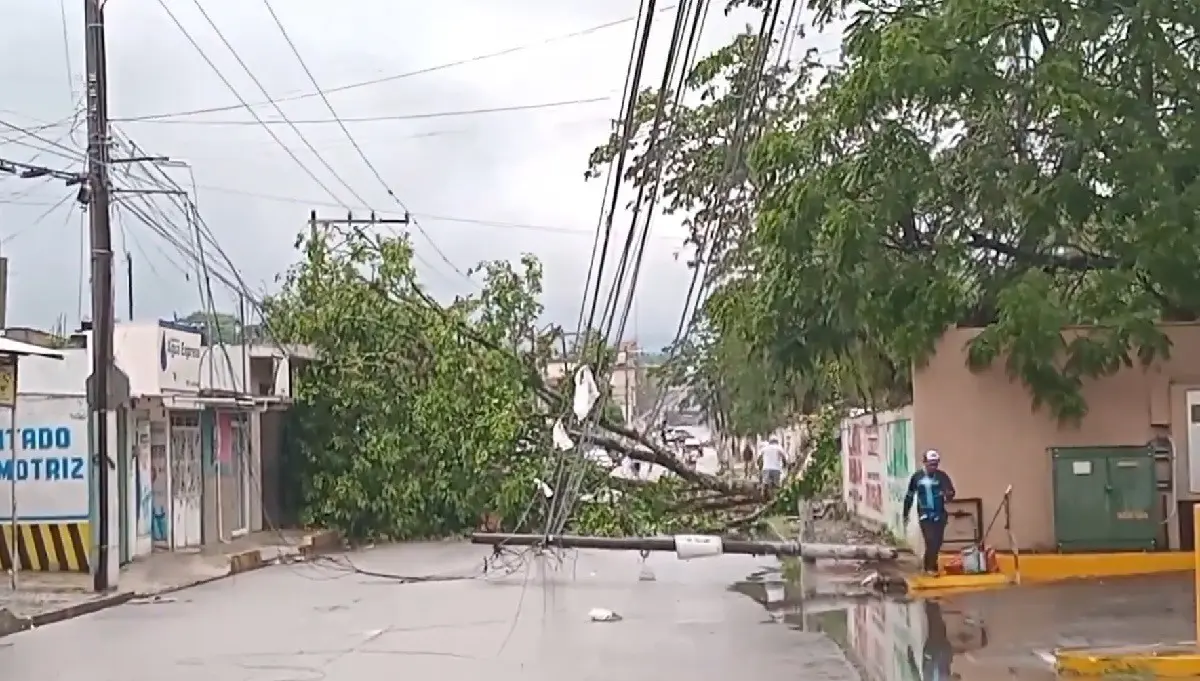 Un árbol caído en una calle de Veracruz tras tromba. Foto: X @esnoticiaviral