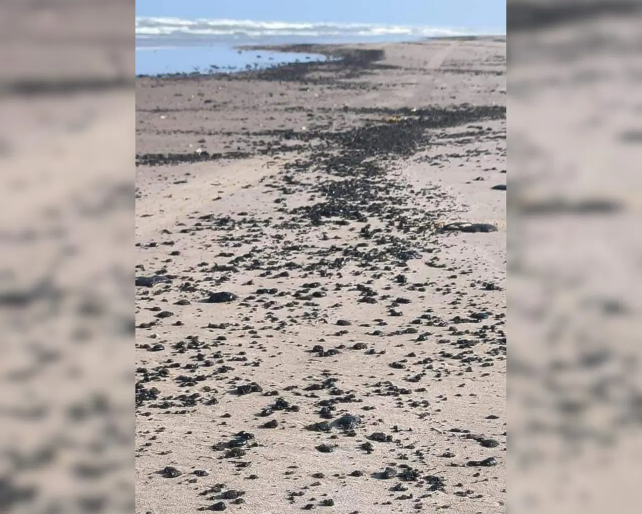 En las costas de Tamaulipas están apareciendo especies marinas muertas, a causa de la contaminación con petróleo que se ha detectado en la zona, desde Matamoros hasta Aldama. Foto: Redes sociales