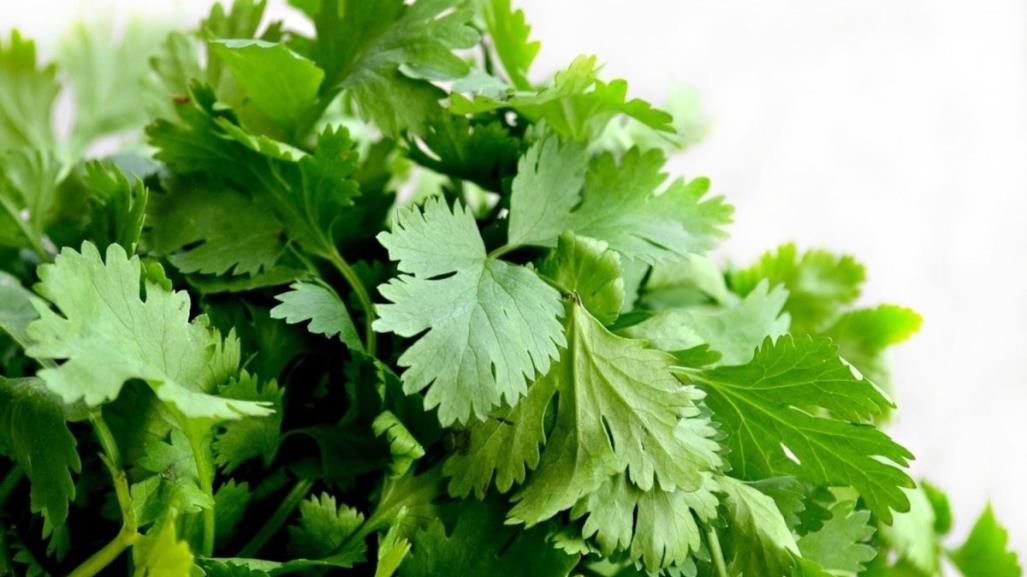 ¡Por los cielos el precio del cilantro!