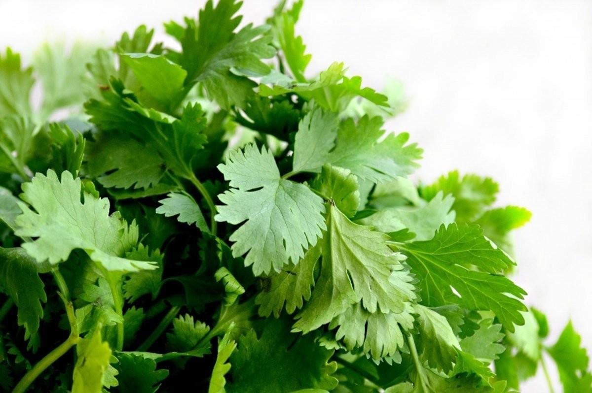 las condiciones climáticas adversas y la escasez de agua han provocado una reducción en la producción de cilantro. Foto: bonviveur.es