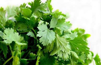 ¡Por los cielos el precio del cilantro!