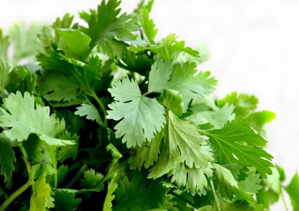 ¡Por los cielos el precio del cilantro!