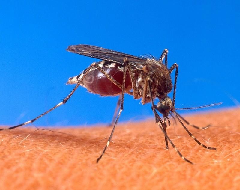 Preocupa el aumento de dengue ante las próximas lluvias en Victoria