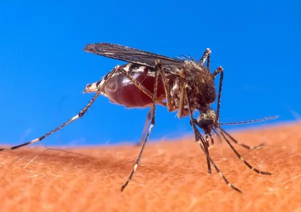 Preocupa el aumento de dengue ante las próximas lluvias en Victoria