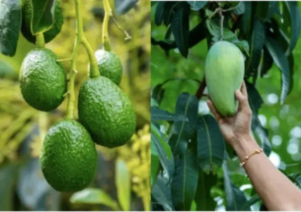 Agreden a personal estadounidense en Michoacán en revisión de aguacates y mango