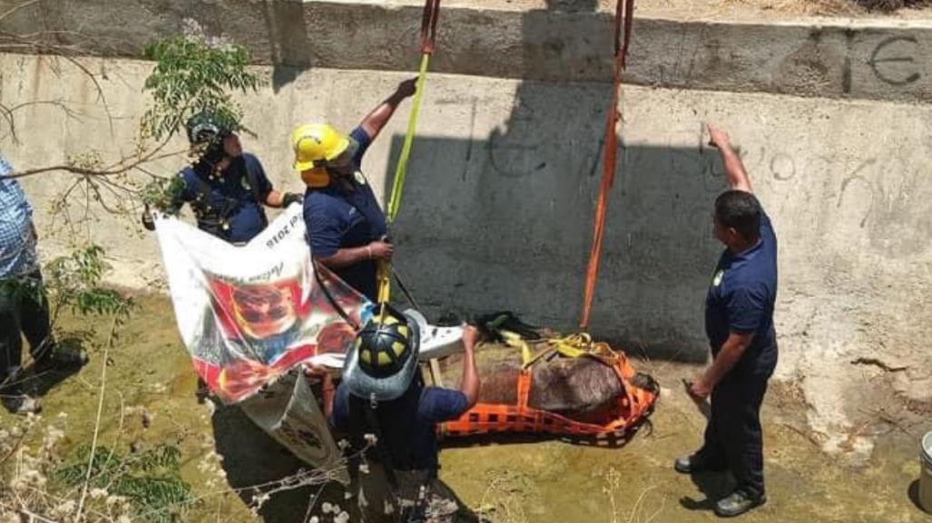 Sacrifican a caballo rescatado en Cabo San Lucas