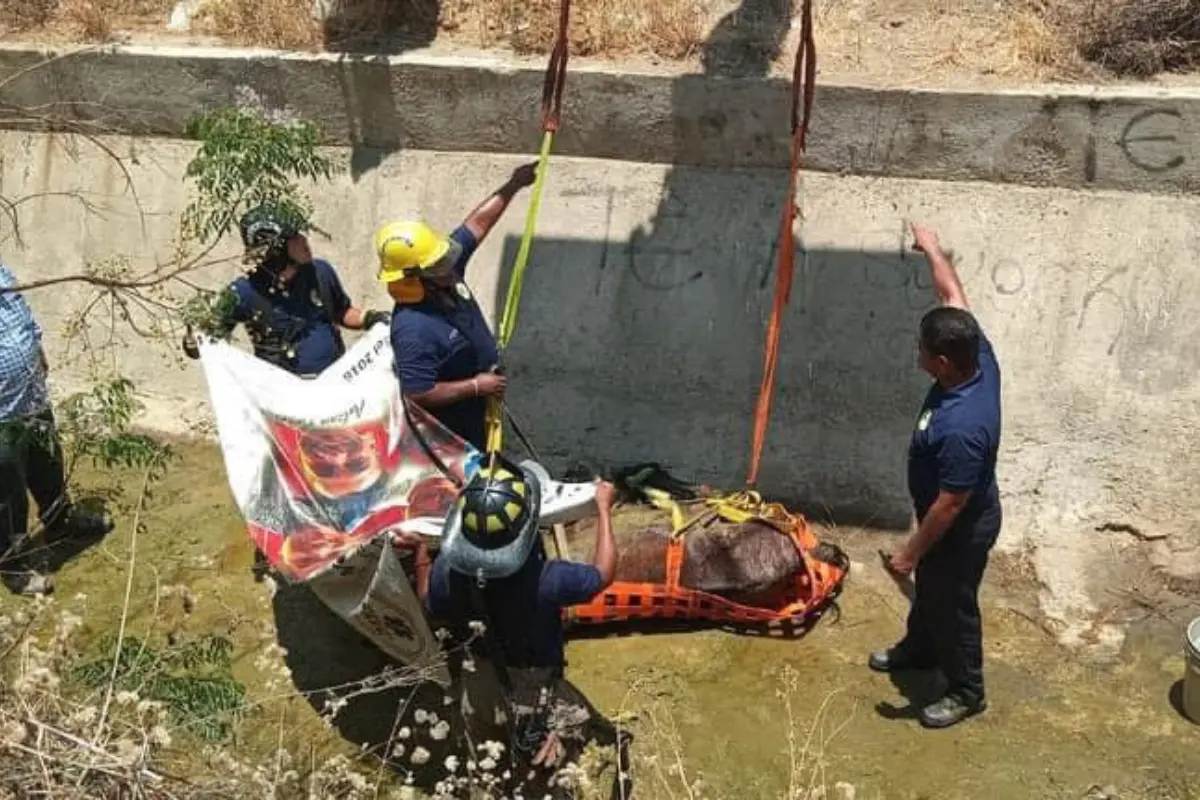 Labores de rescate por parte del cuerpo de bomberos de CSL. Foto:  Cuerpo de bomberos de Cabo San Lucas.