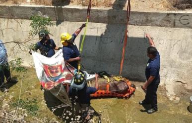 Sacrifican a caballo rescatado en Cabo San Lucas