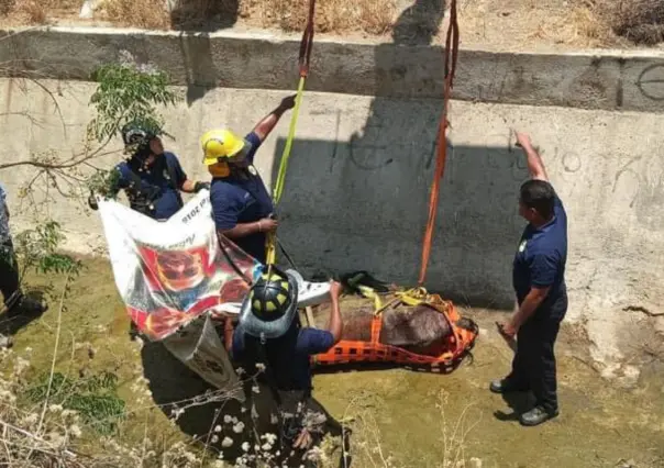 Sacrifican a caballo rescatado en Cabo San Lucas