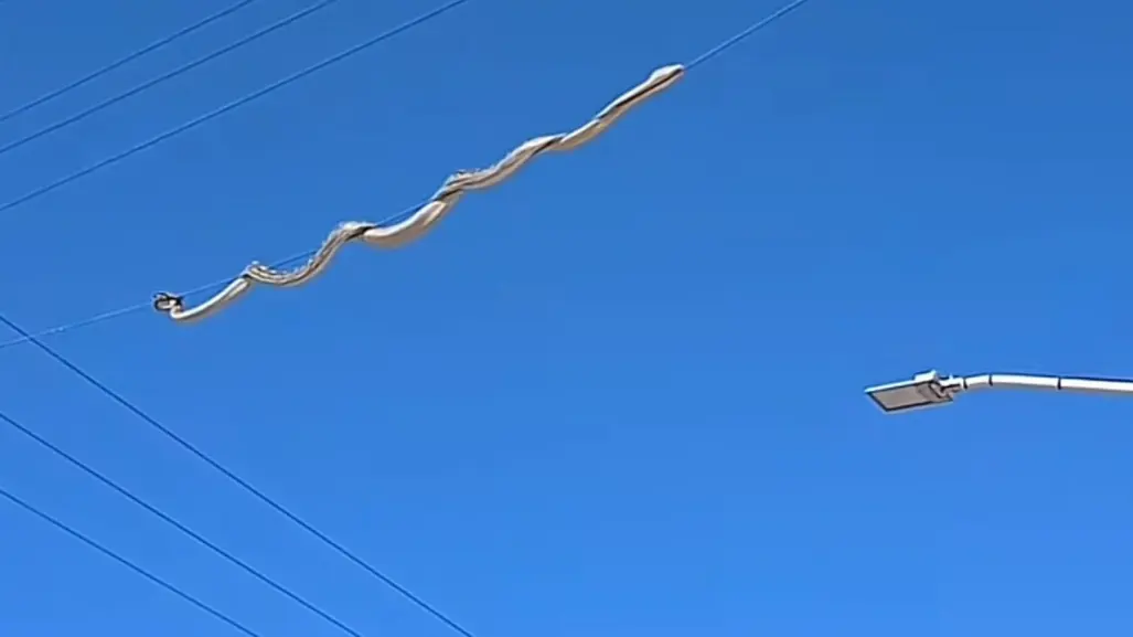 Capturan serpiente que paseaba por cableado de fraccionamiento en Durango