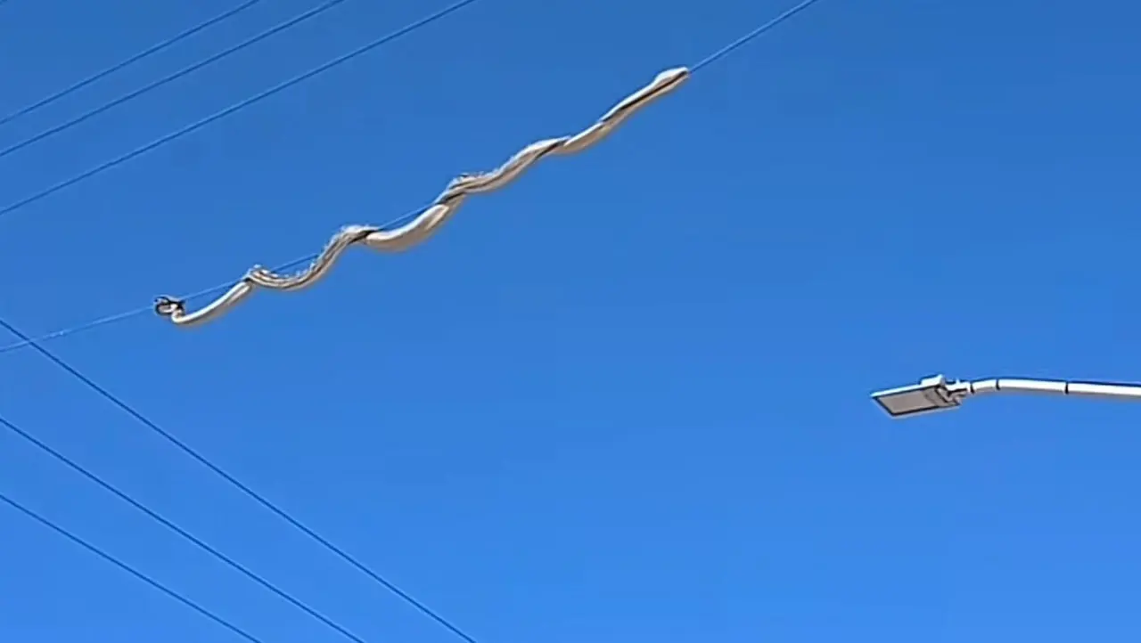 Serpiente que se paseaba por cableado de un fraccionamiento en Durango. Foto: Captura de pantalla.