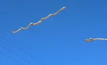 Capturan serpiente que paseaba por cableado de fraccionamiento en Durango