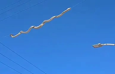 Capturan serpiente que paseaba por cableado de fraccionamiento en Durango