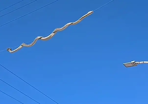 Capturan serpiente que paseaba por cableado de fraccionamiento en Durango