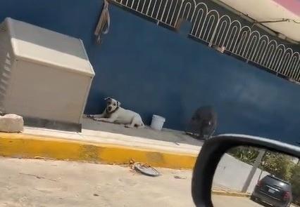 El perro siendo refrescado por un ventilador que está encendido en plena calle de Monterrey. Foto: X @PortavozChiapas.