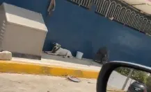 Lomito se refresca con su propio ventilador en calles de Monterrey