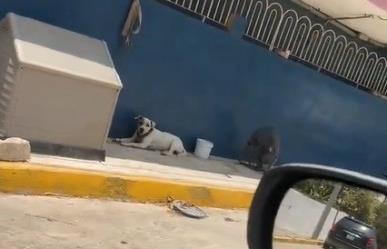 Lomito se refresca con su propio ventilador en calles de Monterrey