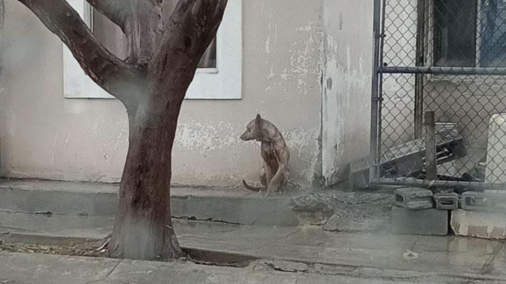 Reportan a vecino de García que dejó a su perro bajo la lluvia