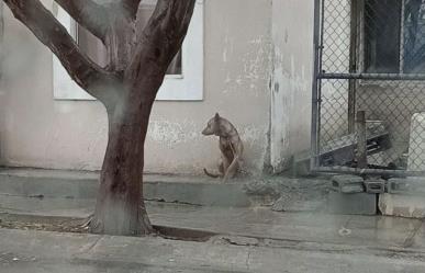 Reportan a vecino de García que dejó a su perro bajo la lluvia