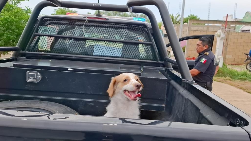 Los ladridos de su perro lo salvan de morir quemado en Ciudad Caucel