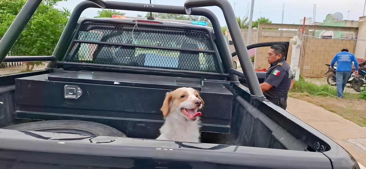 Un perrito se convirtió en héroe luego que sus ladridos despertaran a su dueño quien se percató que su casa se estaba incendiando.- Foto de Sol Yucatán