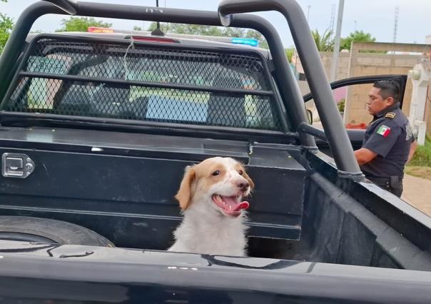 Los ladridos de su perro lo salvan de morir quemado en Ciudad Caucel