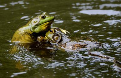 ¿Por qué hay tantos anfibios en temporada de lluvia?
