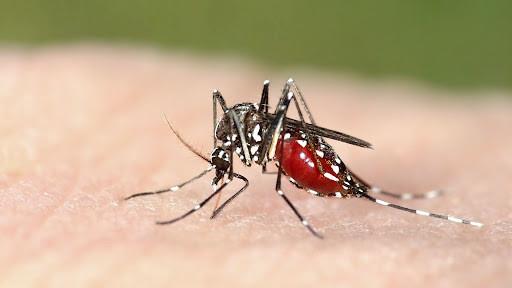 Llaman a los yucatecos a protegerse contra los mosquitos