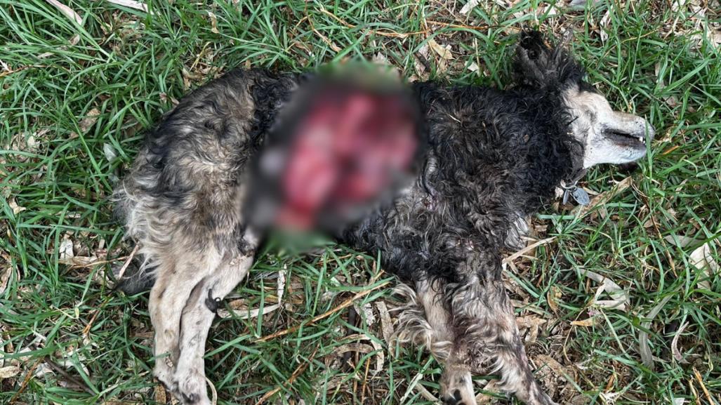 Encuentran al perro número 26 brutalmente asesinado en Xochimilco