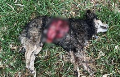 Encuentran al perro número 26 brutalmente asesinado en Xochimilco