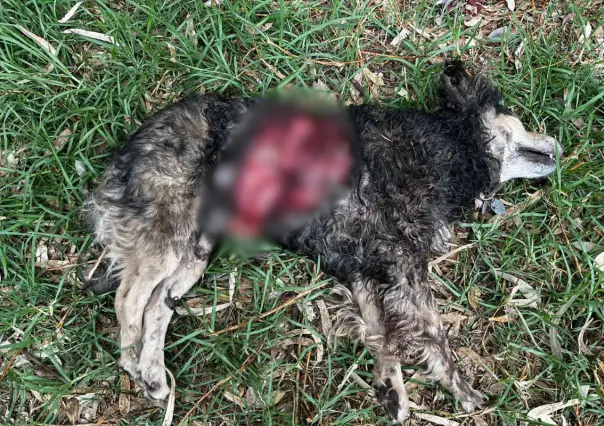 Encuentran al perro número 26 brutalmente asesinado en Xochimilco