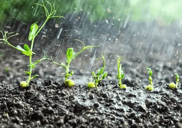 Preticor y otras palabras poco comunes sobre la lluvia