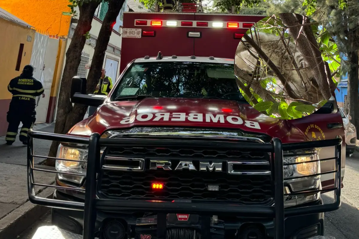 Camión de bomberos y gatito arriba de árbol. Foto: Ramón Ramírez