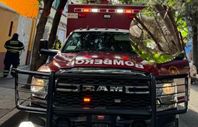 ¡Salvado! Gatito arriba de un árbol es rescatado por bomberos en la Pro Hogar