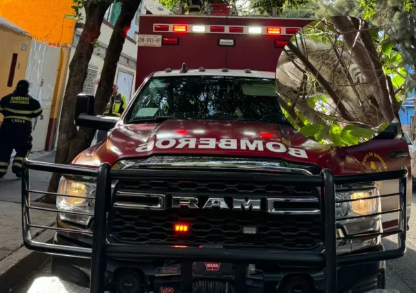 ¡Salvado! Gatito arriba de un árbol es rescatado por bomberos en la Pro Hogar