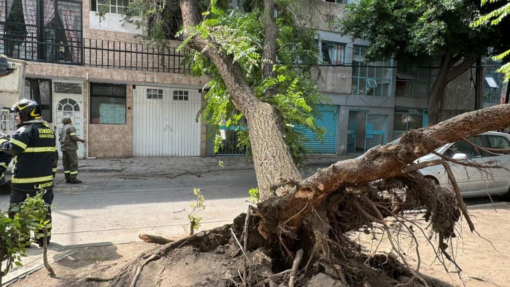 Árbol de 15 metros colapsa en la colonia Ampliación Asturias