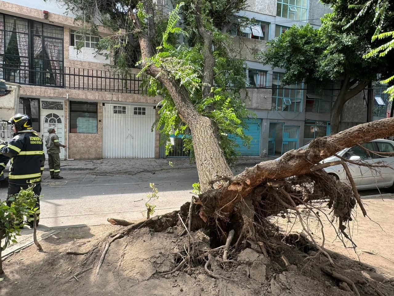 Árbol de 15 metros caído. Foto: Ramón Ramírez