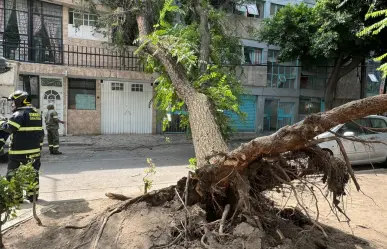 Árbol de 15 metros colapsa en la colonia Ampliación Asturias