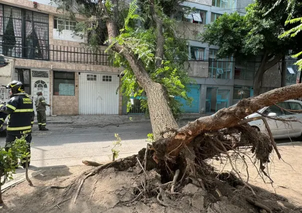 Árbol de 15 metros colapsa en la colonia Ampliación Asturias