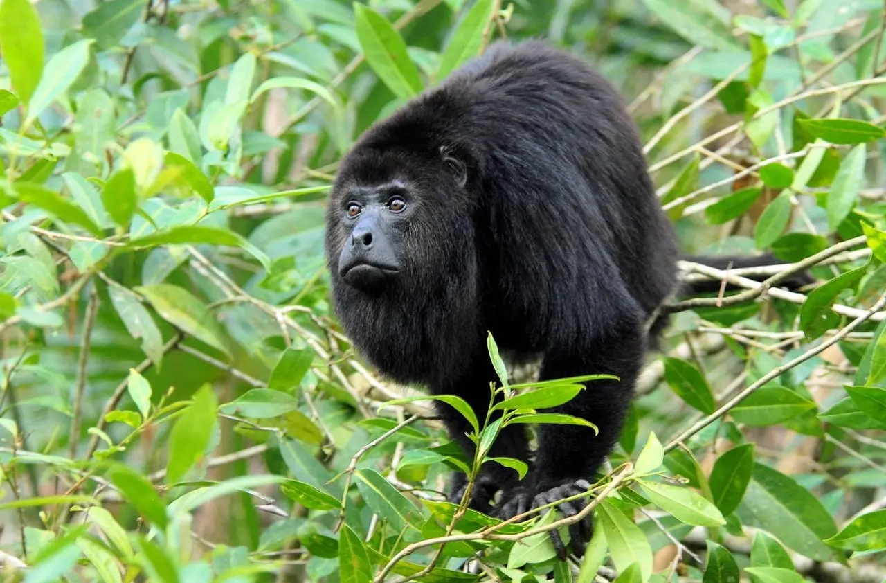 Un mono aullador arriba de una caña de bambú en Tabasco. Foto: Wikipedia.